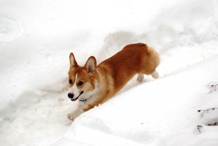 CorgiRunning