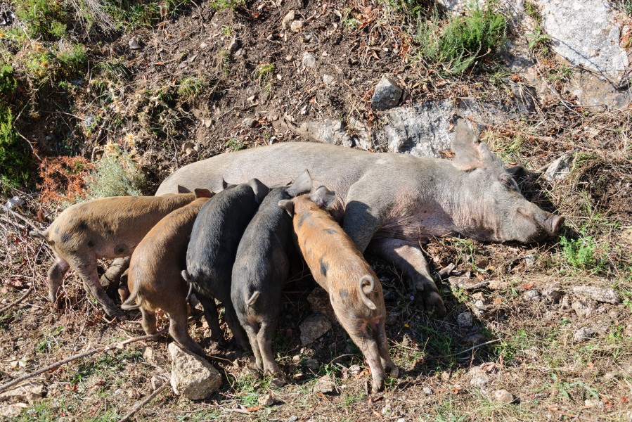 Corse-du-Sud truie allaitant porcelets