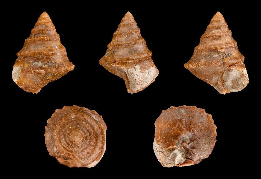 Costatrochus subduplicatus var. palinurus 01