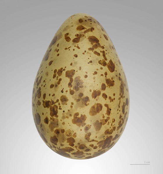 Courlis cendré MHNT