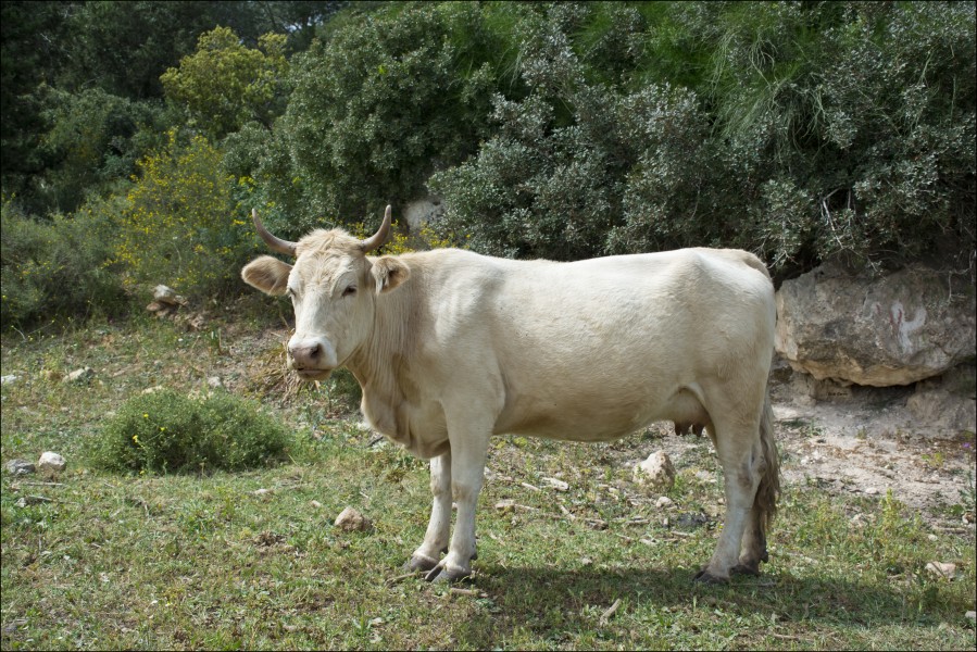 Cow-Wiki-IZE 15042