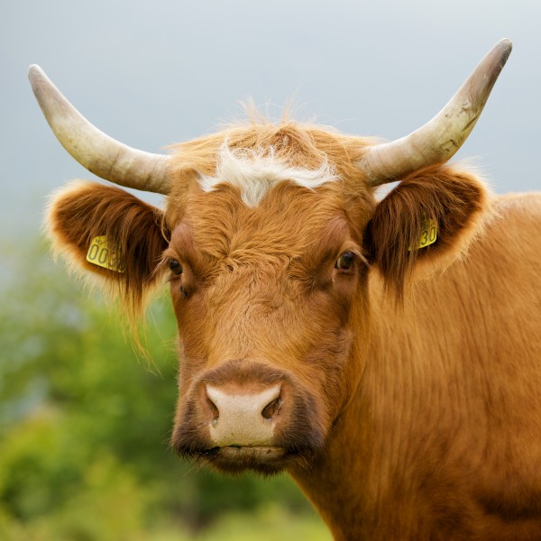 Cow horned portrait