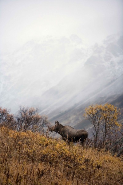 Cow moose stands on hillside