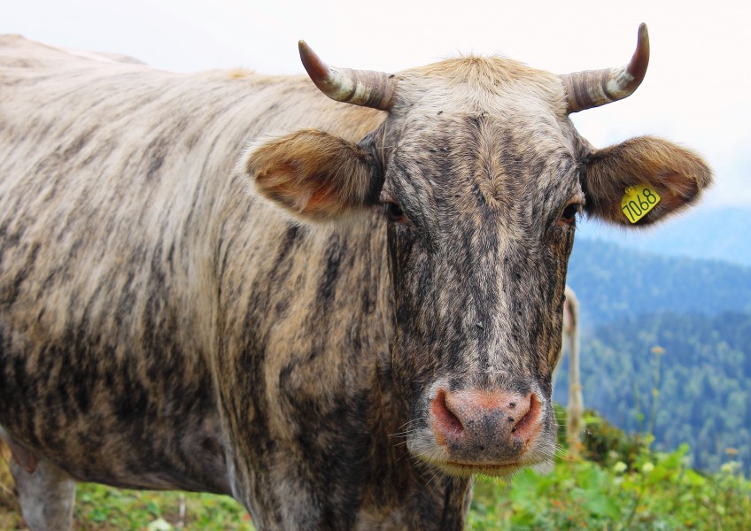 Cow on a mountain pasture