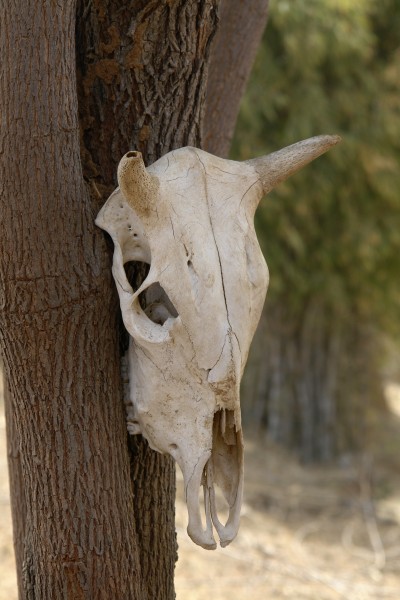 Cow skull, Umaria district, Madhya Pradesh, India