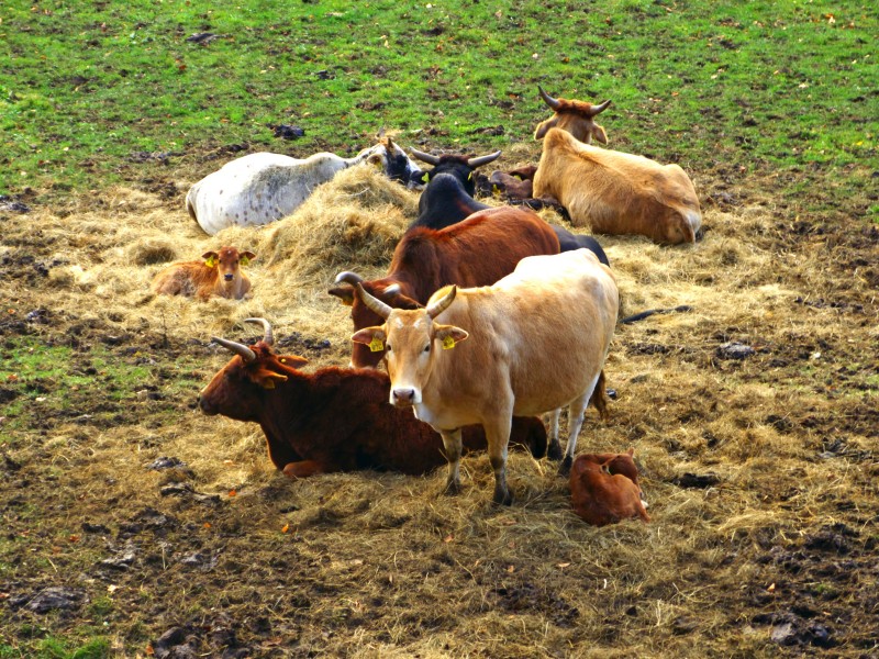 Cows - panoramio (11)