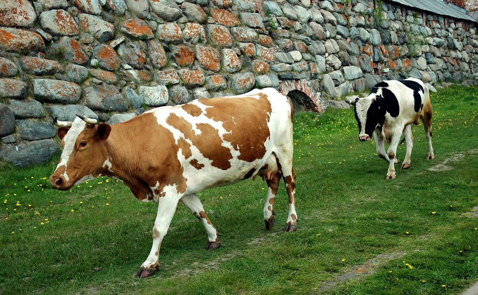 Cows and Wall of Solovki Monastery2