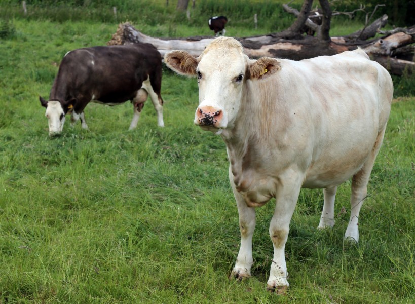 Cows at Great Waltham village, Essex, England 09