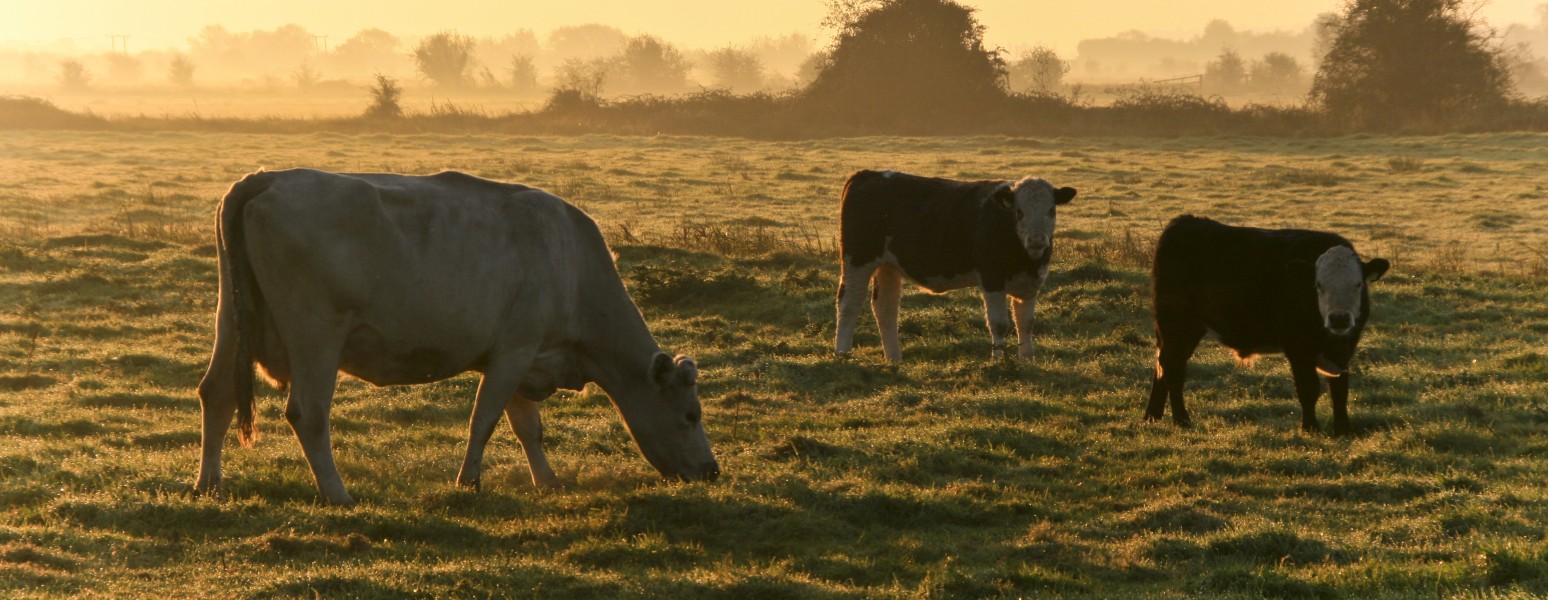 Cows grazing autumn morning, Somerset levels (2931439206)