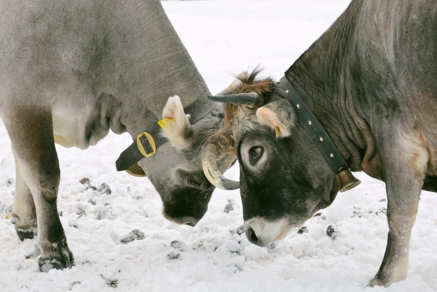 Cows in Gies that may enjoy the snow for some time are always testing their strength - panoramio