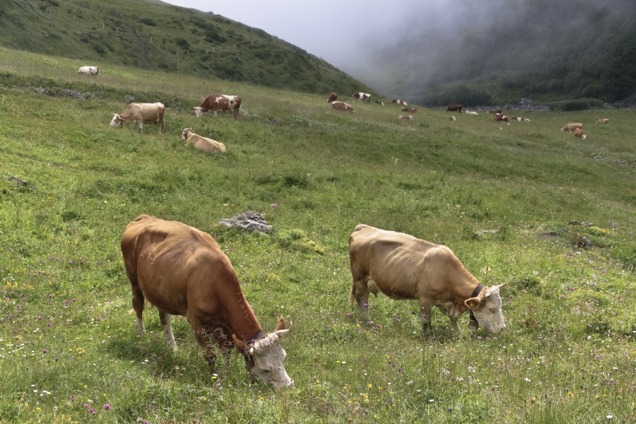 Cows in Schilttal at Schilthorn in 2012 August