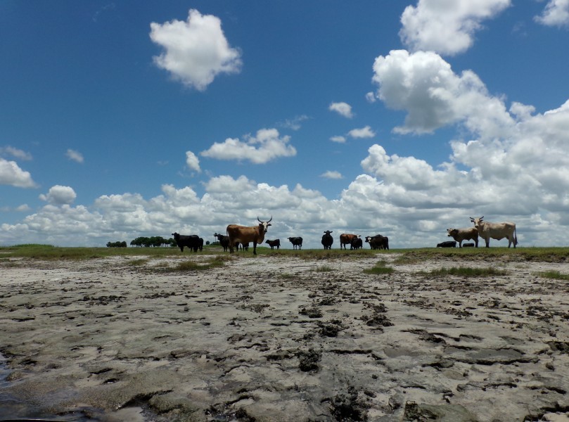 Cows observed from the Econlockhatchee River