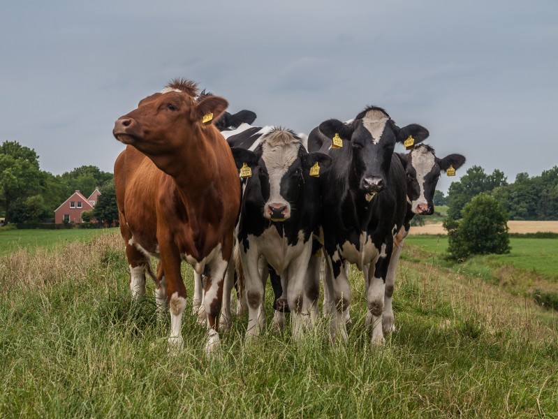Cows on German sleeper dike