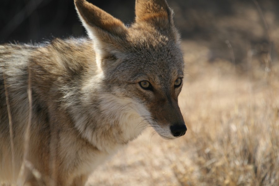 Coyote (Canis latrans) (15527431969)