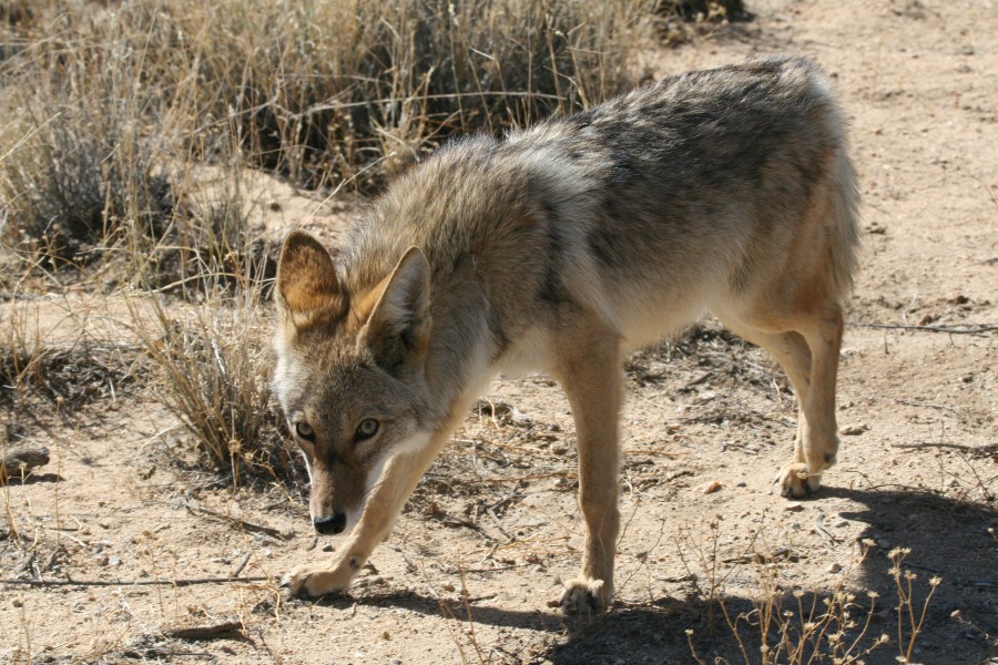 Coyote (Canis latrans) (15528119477)
