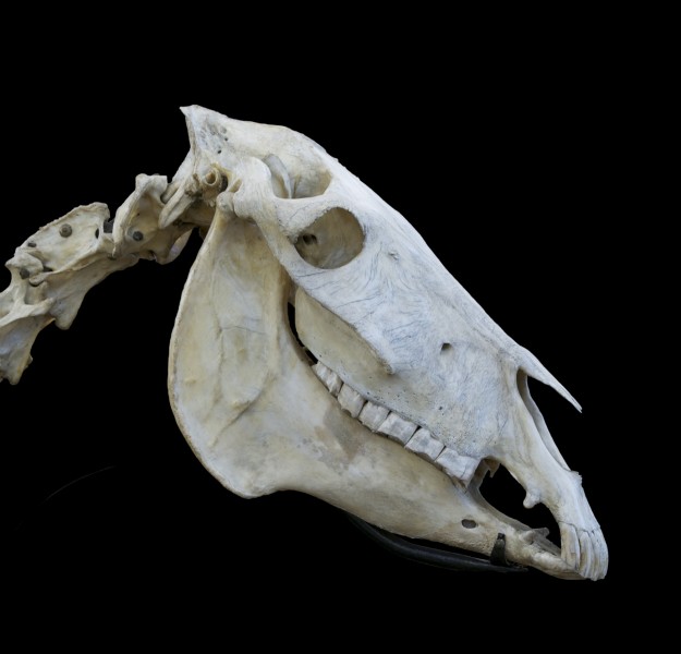 Crâne âne donkey skull musée vétérinaire Maisons alfort 1a