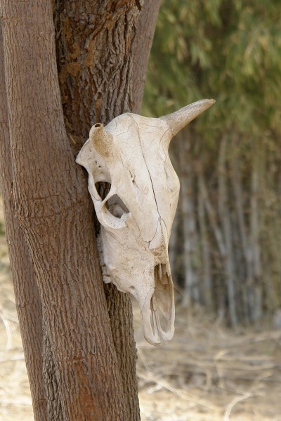 Crâne de vache, district d'Umaria, Madhya Pradesh, Inde