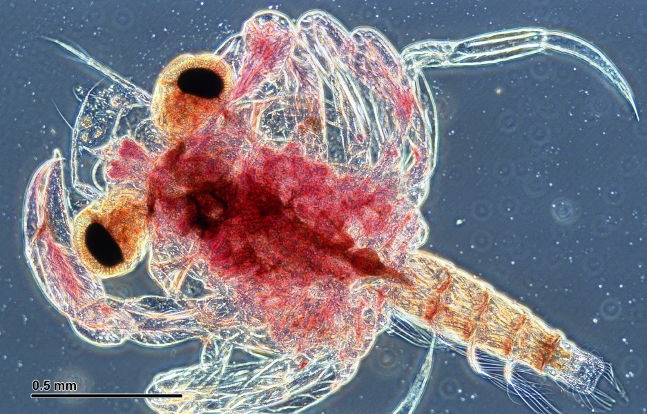 Crab larva (265 08)