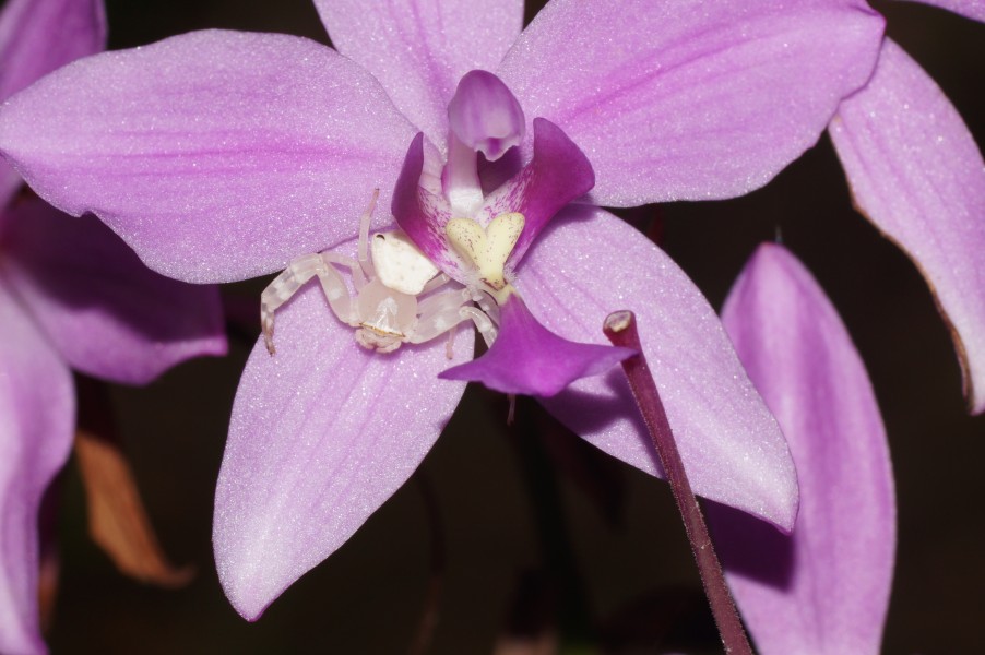 Crab Spider 07100