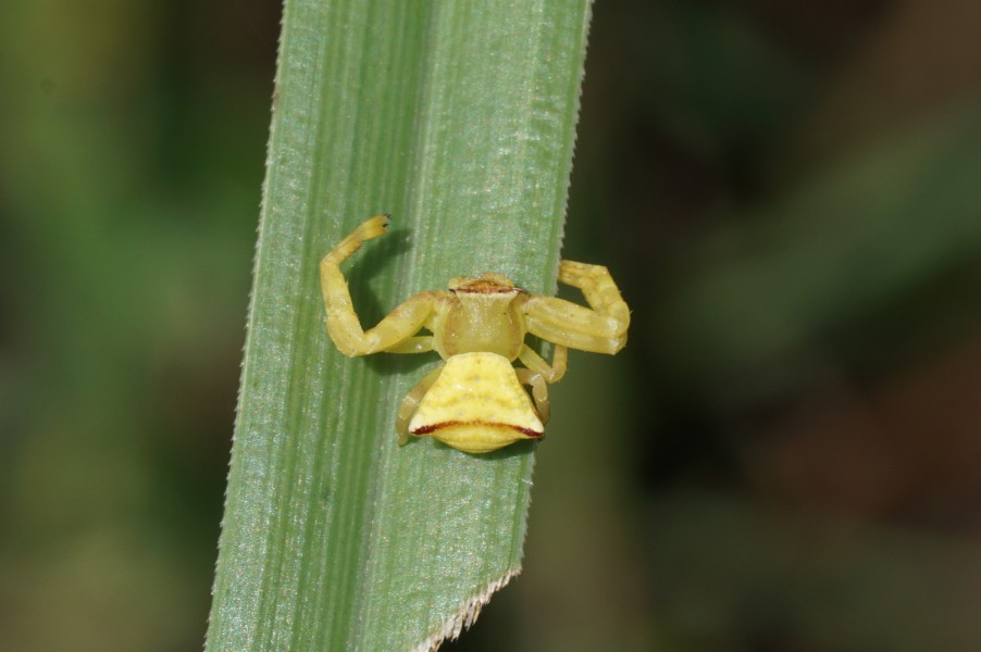 Crab Spider 09982