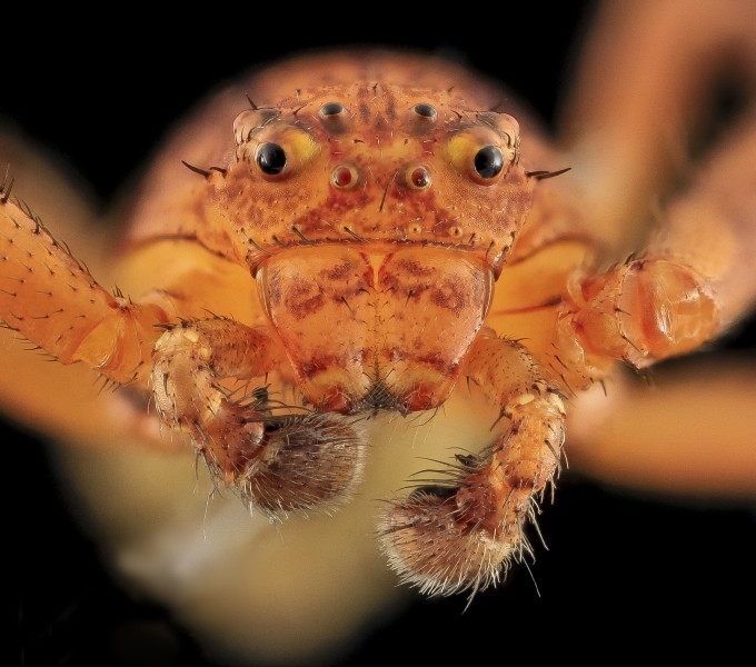 Crab Spider, Face, MD, Beltsville 2013-09-28-17.51.38 ZS PMax (10058944465)