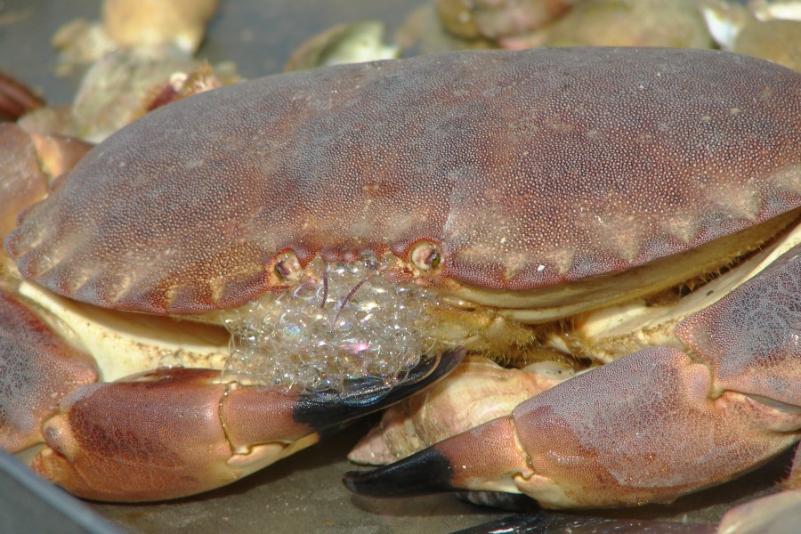 Crabe DSC00639