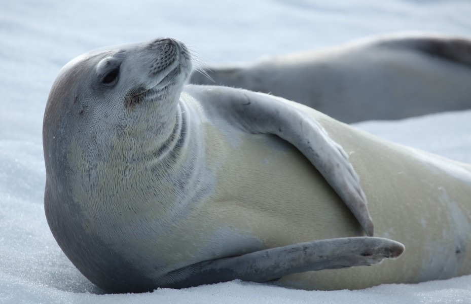 Crabeater Seal in Pléneau Bay, Antarctica