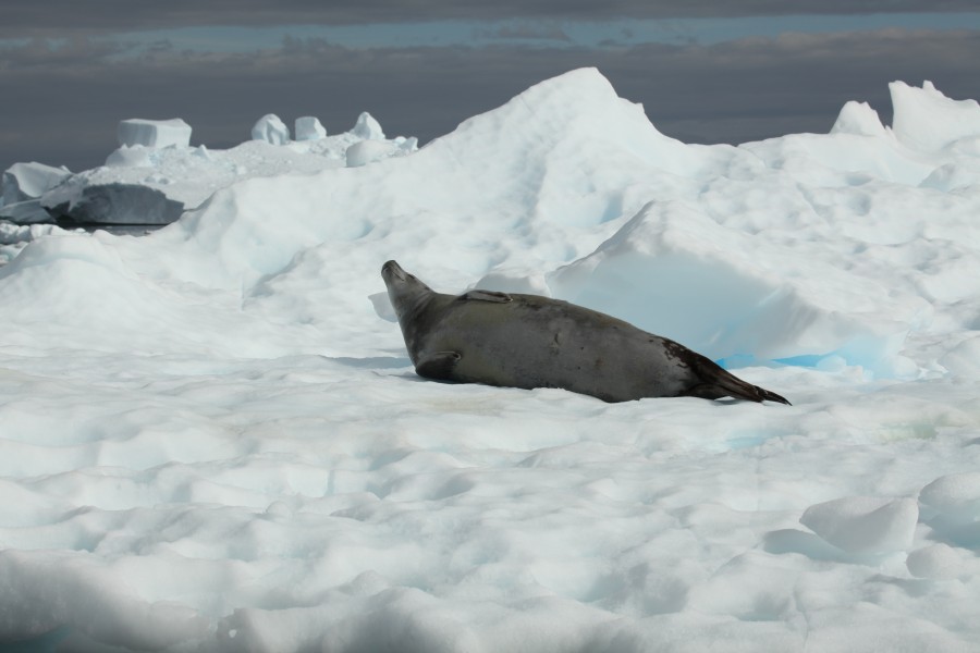 Crabeater Seal in Pléneau Bay, Antarctica (6058579135)