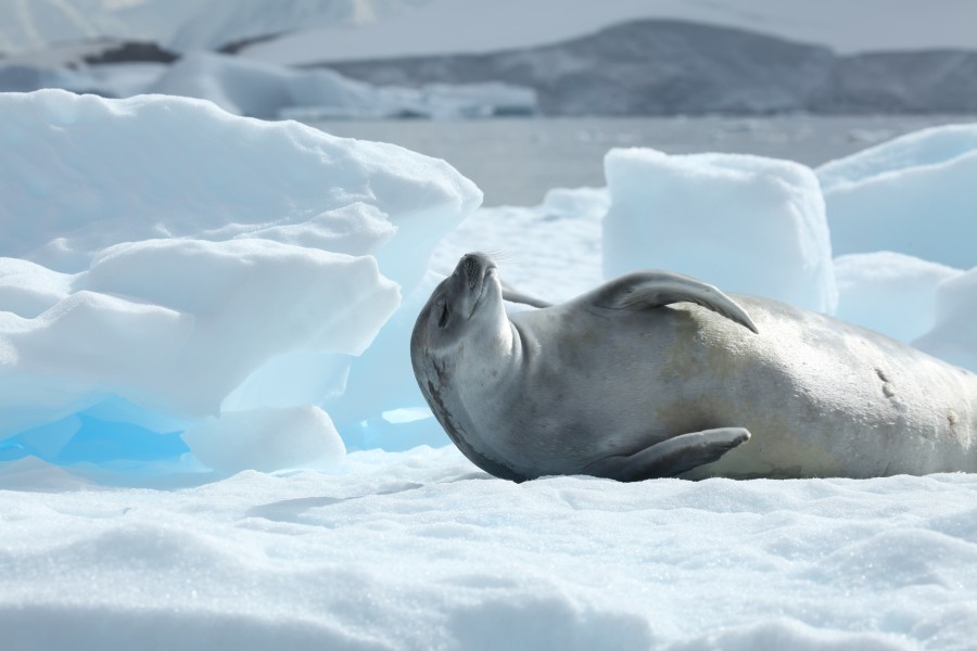Crabeater Seal in Pléneau Bay, Antarctica (6058617761)