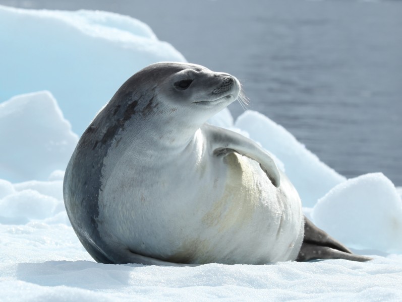 Crabeater Seal in Pléneau Bay, Antarctica (6058619759)