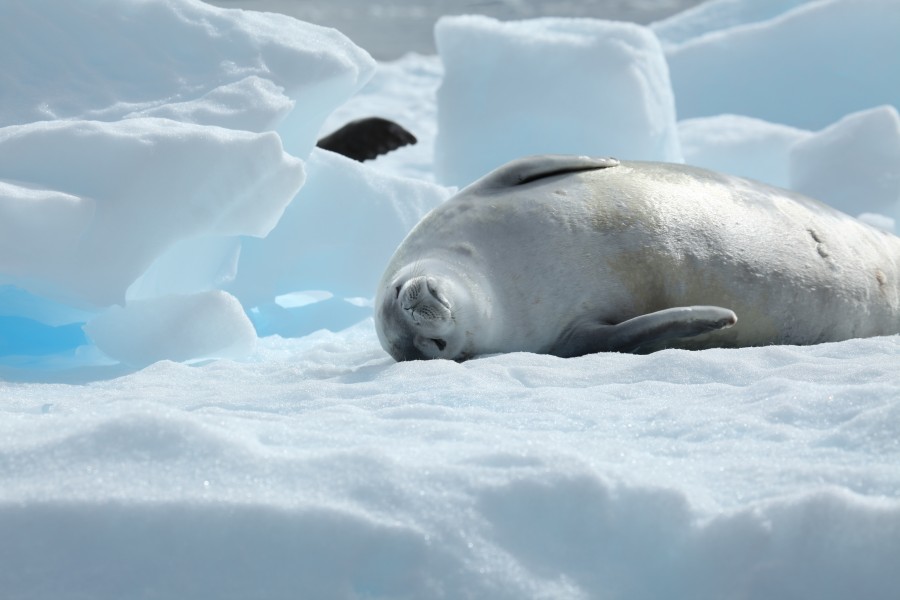 Crabeater Seal in Pléneau Bay, Antarctica (6058623587)