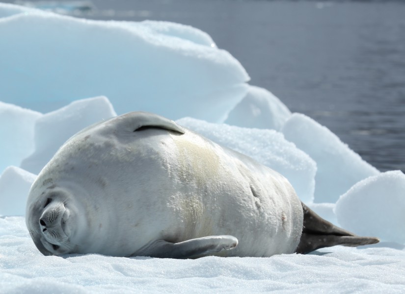 Crabeater Seal in Pléneau Bay, Antarctica (6059168728)