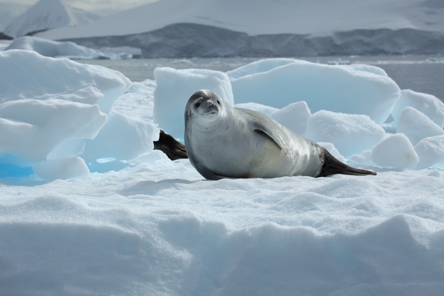 Crabeater Seal in Pléneau Bay, Antarctica (6059174688)