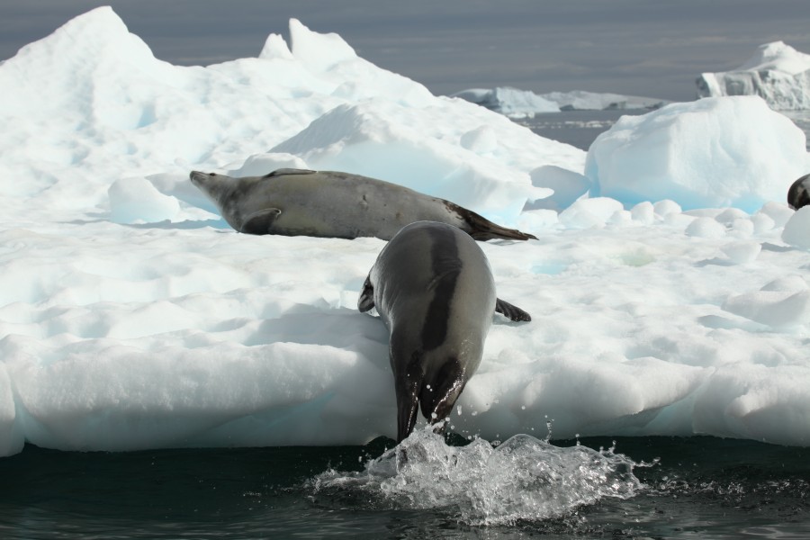 Crabeater Seal leaps out of the water in Pléneau Bay, Antarctica (6058584913)