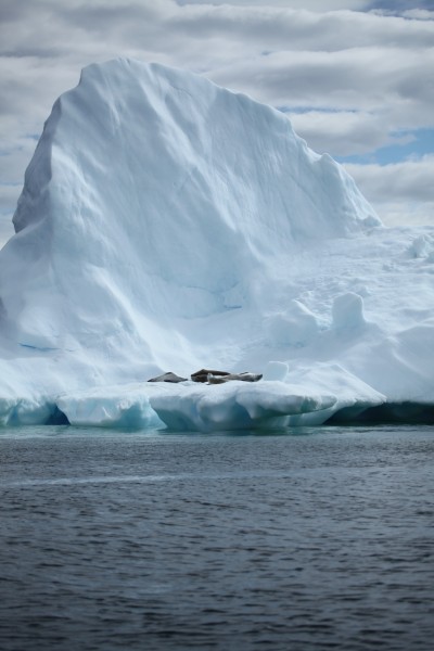 Crabeater Seal on an iceberg in Pléneau Bay, Antarctica (6058659997)