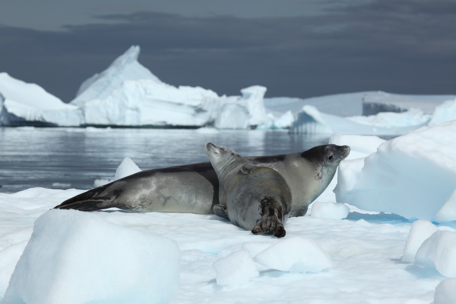 Crabeater Seals in Pléneau Bay, Antarctica (6058603731)