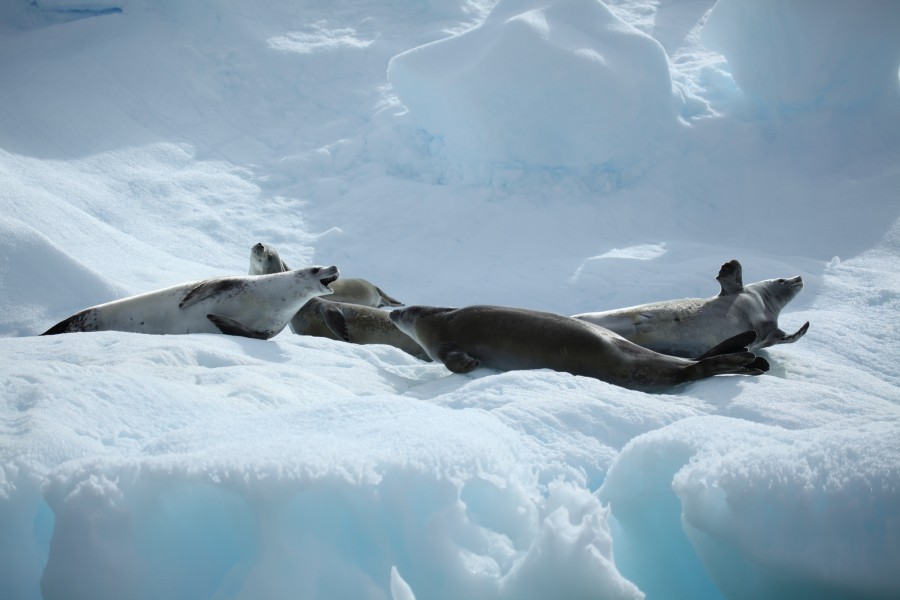 Crabeater Seals in Pléneau Bay, Antarctica (6058670191)