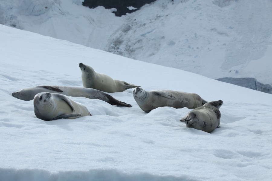 Crabeater Seals in Pléneau Bay, Antarctica (6059200708)