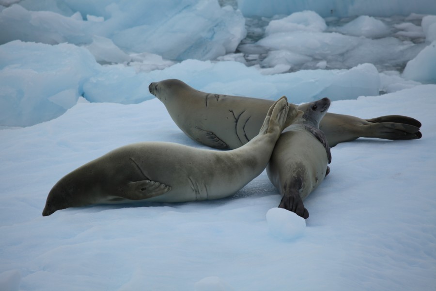 Crabeater Seals in the Lemaire Channel, Antarctica (6054141823)