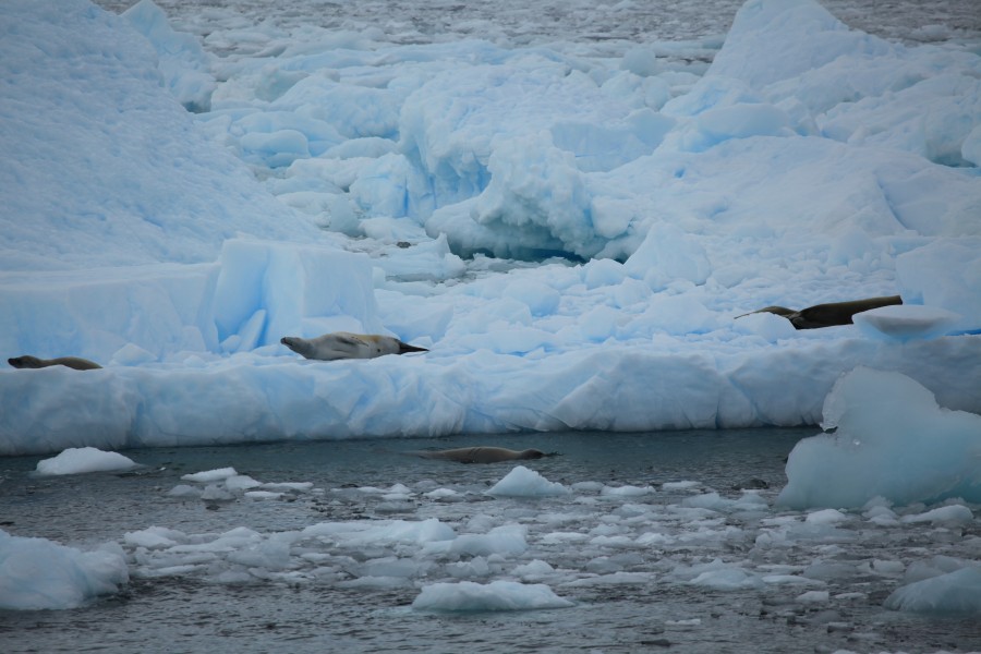 Crabeater Seals in the Lemaire Channel, Antarctica (6054635230)