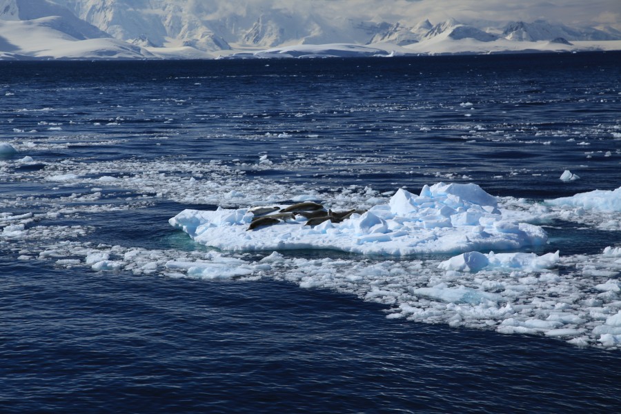Crabeater Seals in the Lemaire Channel, Antarctica (6062337875)