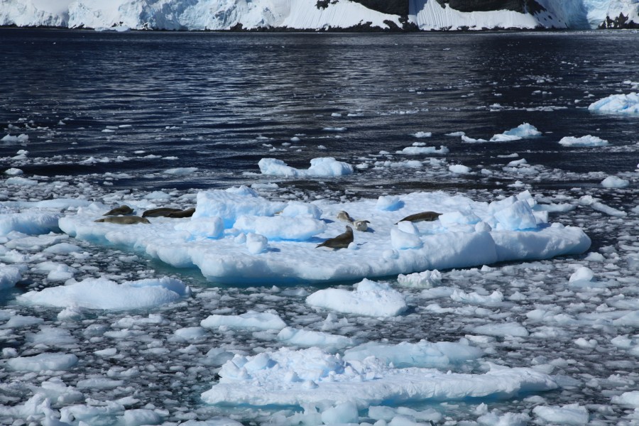 Crabeater Seals in the Lemaire Channel, Antarctica (6062344035)