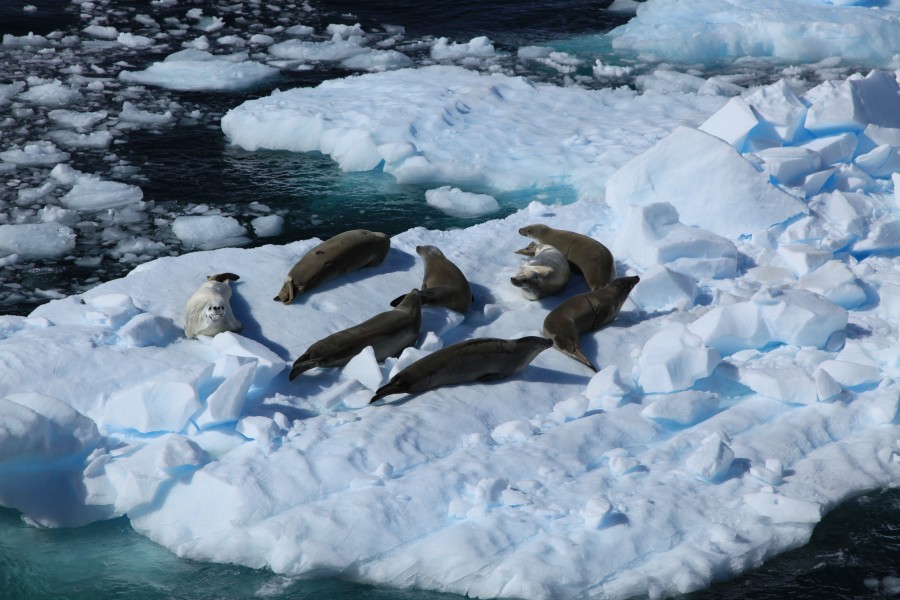 Crabeater Seals in the Lemaire Channel, Antarctica (6062364321)