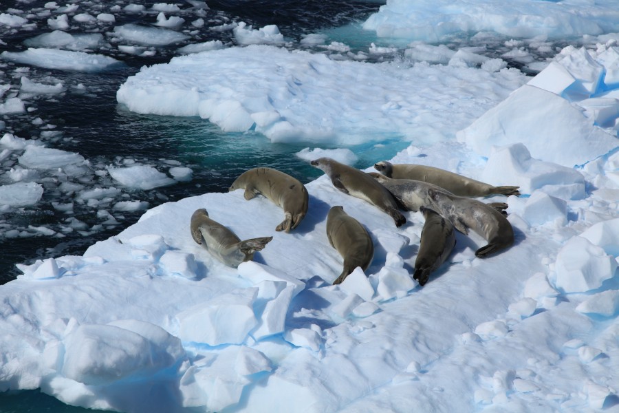 Crabeater Seals in the Lemaire Channel, Antarctica (6062917292)