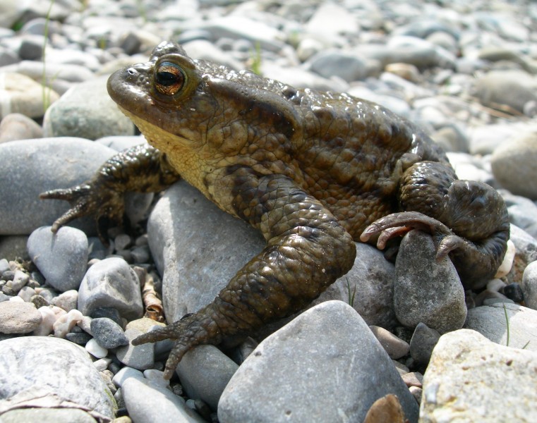 Crapaud commun