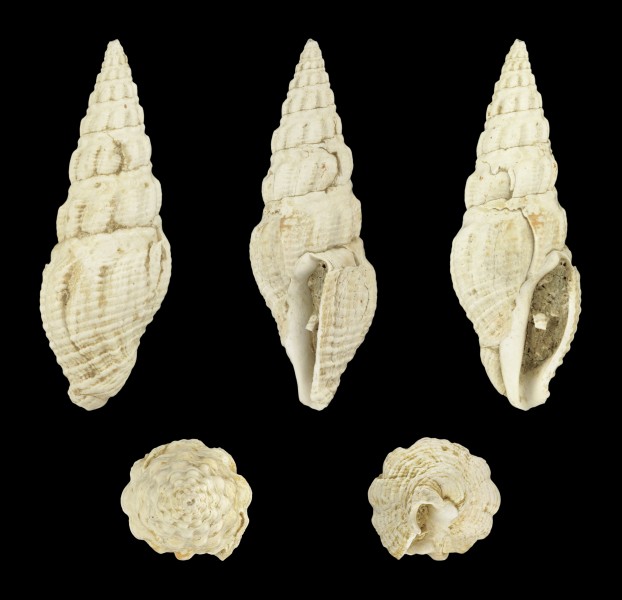 Crassispira borealis 01
