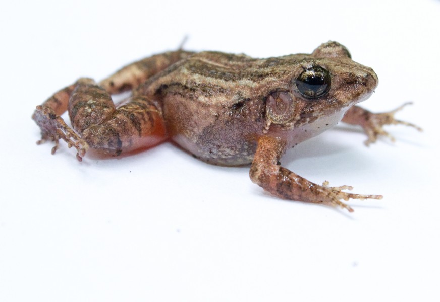 Craugastor bransfordii