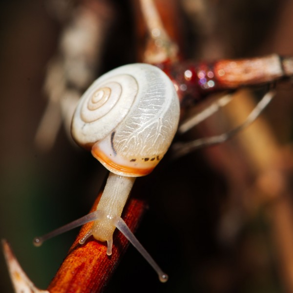 Creepy crawlies 2014, Beastie Safari in Ingelfingen (14659653565)