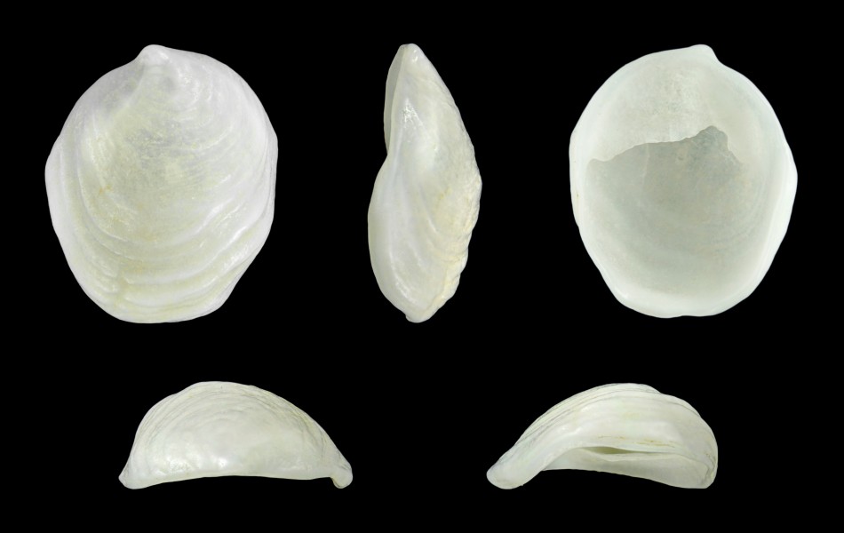 Crepidula goreensis 01