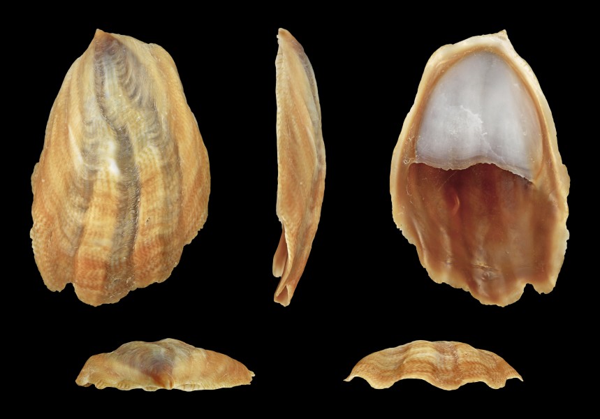 Crepidula onyx 01